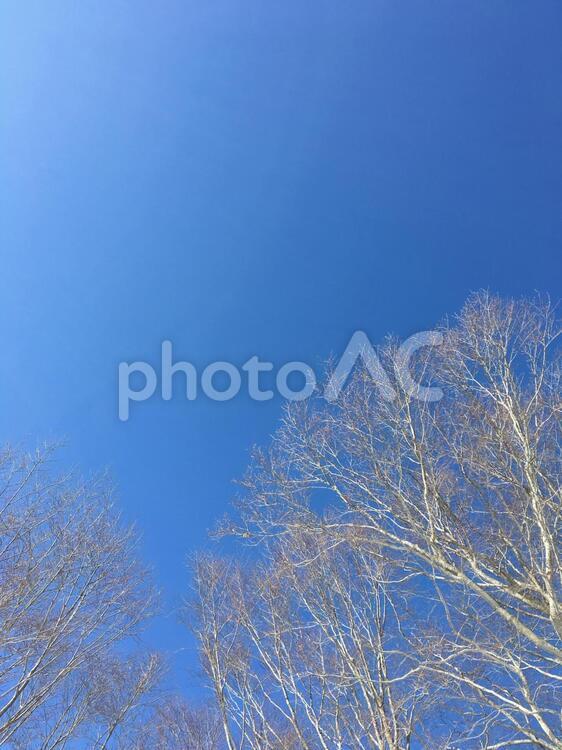 青空と白木 冬,雪,自然の写真素材