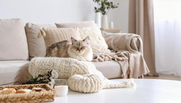 眠そうな子猫 愛くるしい 部屋 ソファー 眠そうな子猫 愛くるしい 部屋 ソファーの写真