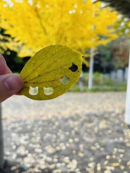 イチョウの葉っぱの型抜き イチョウ,葉っぱ,型抜きの写真素材