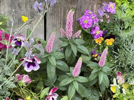 寄せ植え 寄せ植えの写真