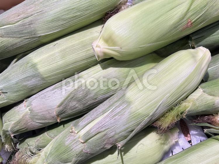 とうもろこし　山積み とうもろこし,夏野菜,野菜の写真素材