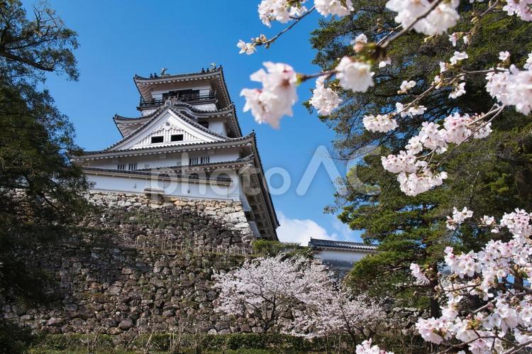 高知城と桜 高知城,歴史,白の写真素材