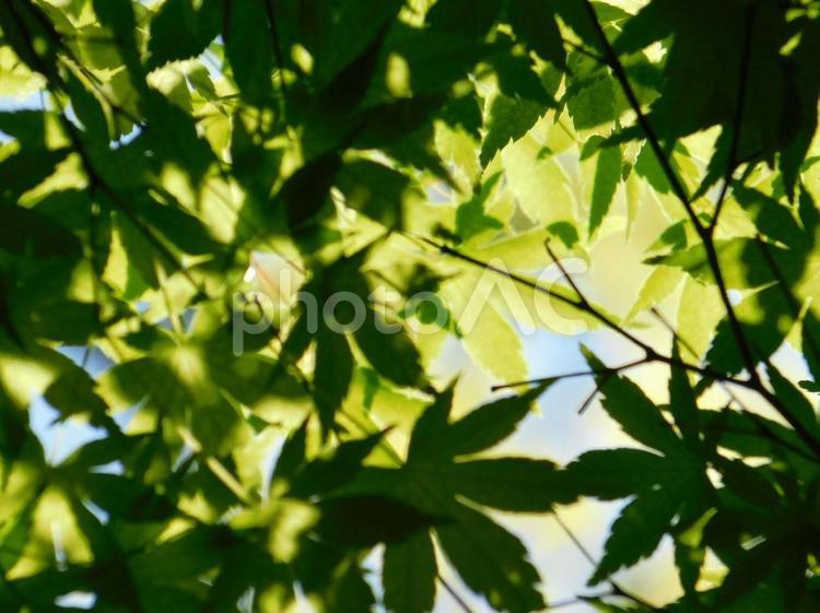 木漏れ日 木漏れ日,植物,自然の写真素材