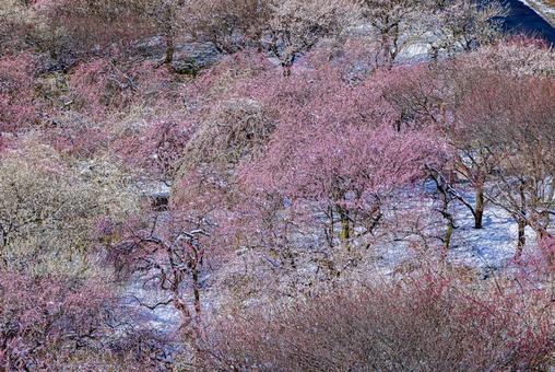 いなべ市農業公園　満開の梅園 花,梅,春の写真素材