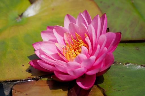 Photo, early summer, flower, water lily, 