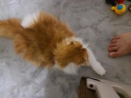 モフモフのスコティッシュフォールド モフモフのスコティッシュフォールド 猫,スコティッシュフォールド,モフモフの写真素材