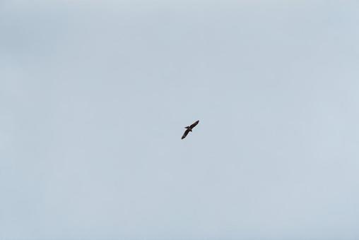 A black kite gracefully flying through the sky, JPG A black kite gracefully flying through the sky, JPG