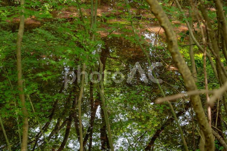 水面に映る初夏の緑林 森林,木,緑の写真素材