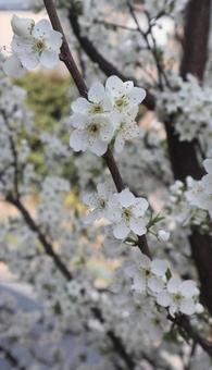 独立 独立 春,スモモの花,自然の写真素材