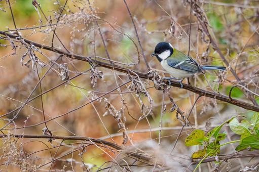 シジュウカラ(148) 野鳥,鳥,シジュウカラの写真素材