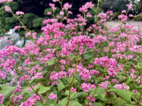 赤ソバの花 ソバ,穀物,タデ科の写真素材