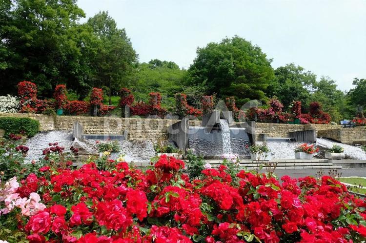 播磨中央公園　ばら園 ばら,バラ,薔薇の写真素材