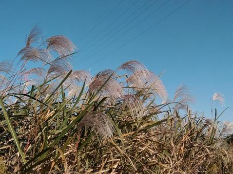 すすきと青空 すすきと青空 すすき,秋,秋イメージの写真素材
