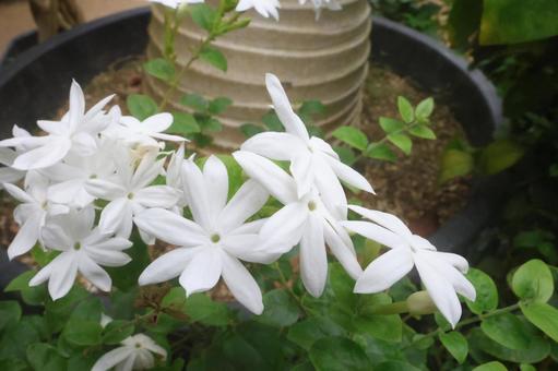 ジャスミン ジャスミン,モクセイ科,香料の写真素材