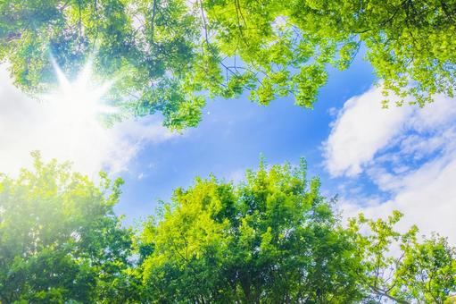 Fresh green, blue sky and light, JPG Fresh green, blue sky and light, JPG