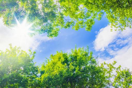 Fresh green, blue sky and light, verdura fresca, verdura, céu azul, JPG