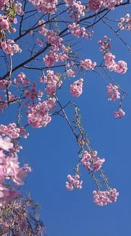 桜 桜の写真