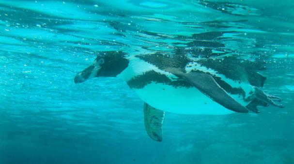 Summer zoo Swimming penguins, JPG