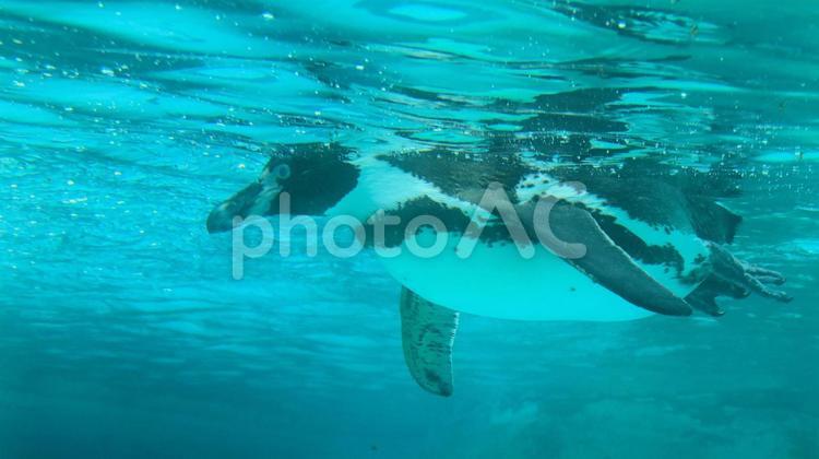 夏の動物園　泳ぐペンギン ペンギン,フンボルトペンギン,鳥類の写真素材