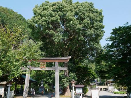 夏の神社 夏の神社の写真
