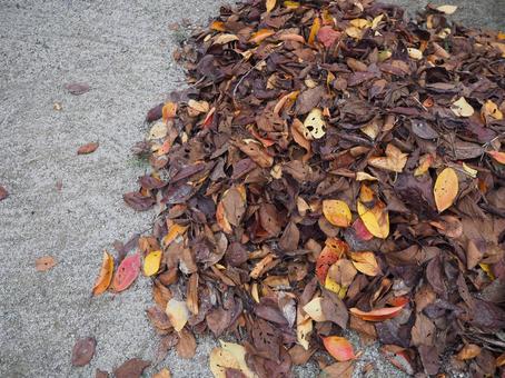 集めた落ち葉 木,葉,自然の写真素材