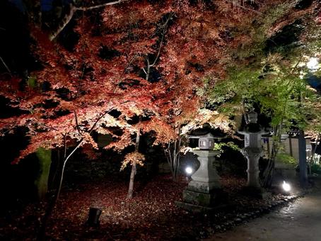 もみじ もみじの写真
