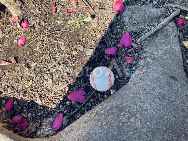 地面と椿の花びらとボール 地面,花びら,椿の写真素材