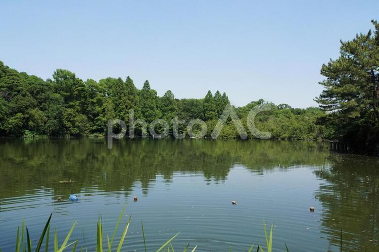 三宝寺池 三宝寺池,石神井公園,練馬区の写真素材