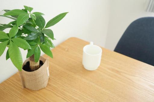 観葉植物のあるテーブル 観葉植物,パキラ,マグカップの写真素材