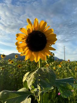ひまわり畑 ひまわり畑 夏のひまわり畑,ひまわり,向日葵の写真素材