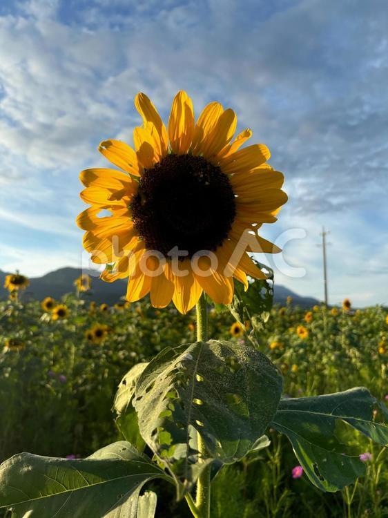 ひまわり畑 夏のひまわり畑,ひまわり,向日葵の写真素材