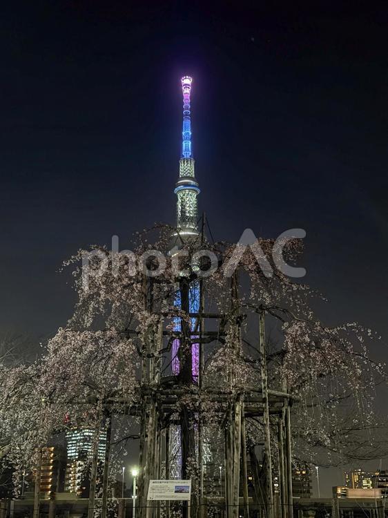 桜の季節の夜の隅田公園周辺 夜空,桃色,ビルの写真素材