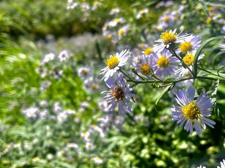 秋の野花 秋の野花の写真