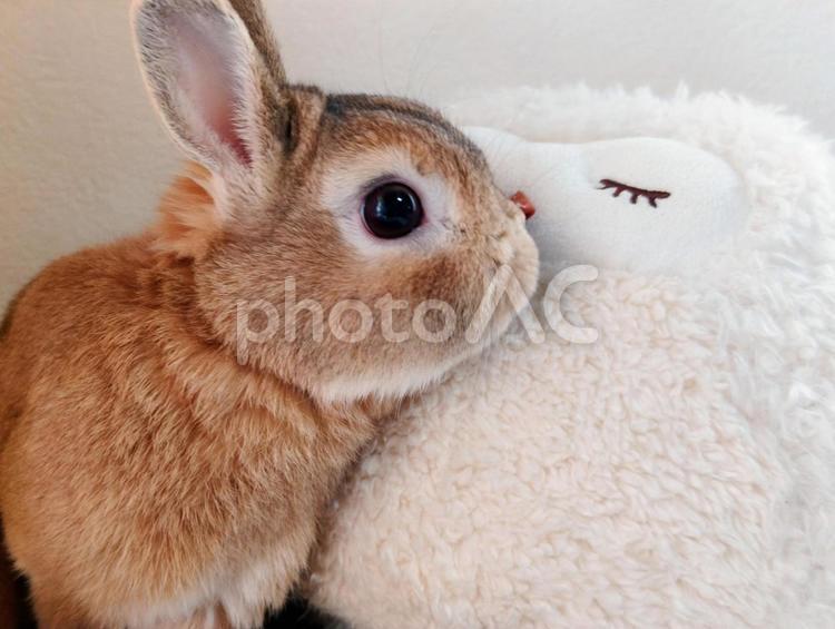 うさぎとぬいぐるみ うさぎ,ウサギ,兎の写真素材