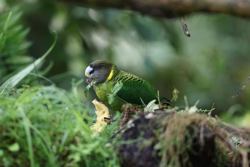 キクビワインコの写真
