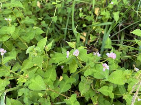 ミゾソバの写真