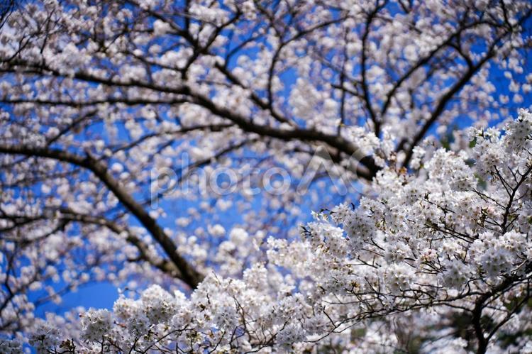 満開の桜の花と青い空 桜,花,満開の写真素材