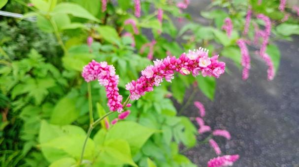 ピンクのオオケタデの花 ピンクのオオケタデの花の写真