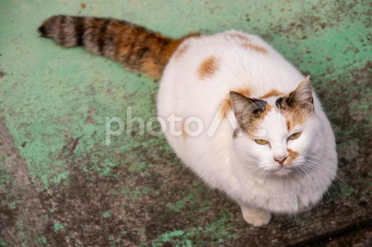 長崎の三毛猫の野良猫 猫,かわいい,動物の写真素材