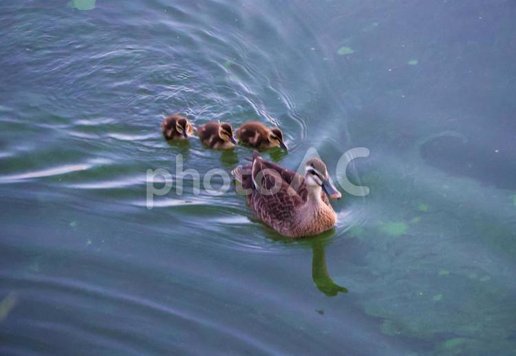 ６月上旬の蓮池のマガモの親子 背景,マガモ,鳥の写真素材