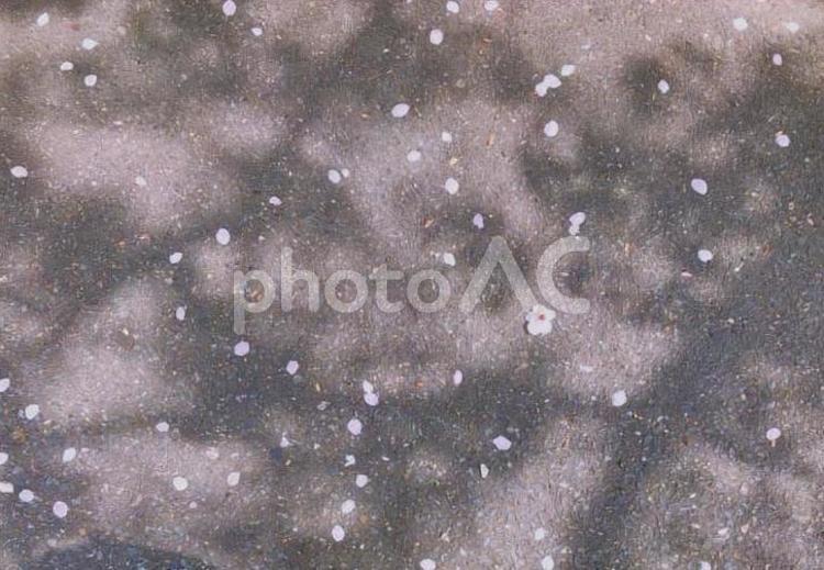 地面に散った桜の花びら 桜,さくら,サクラの写真素材