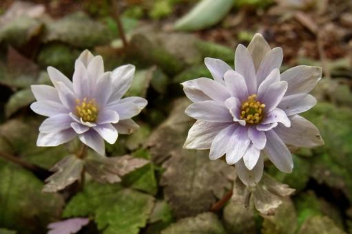 ユキワリイチゲ ユキワリイチゲ 雪割一華,雪割一花,春の写真素材