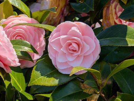 美しい椿の花 美しい椿の花 椿,花,ピンクの写真素材