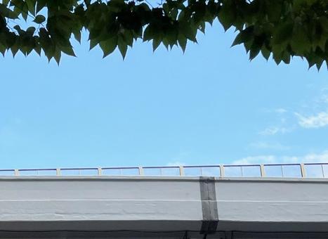 空と木 空と木の写真