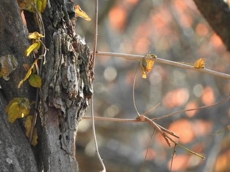 autumn landscape, naturalmente, scenario, piuttosto, JPG