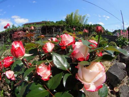 美しく咲くバラ 美しく咲くバラ バラ,花,フラワーの写真素材