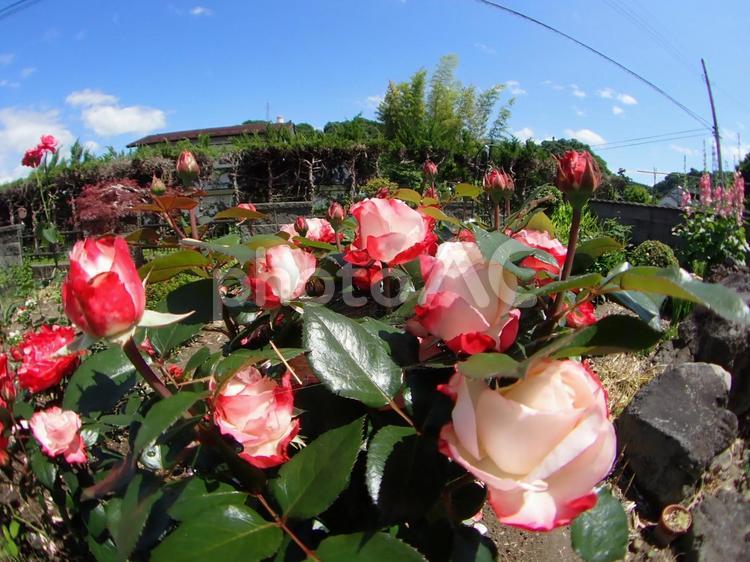美しく咲くバラ バラ,花,フラワーの写真素材