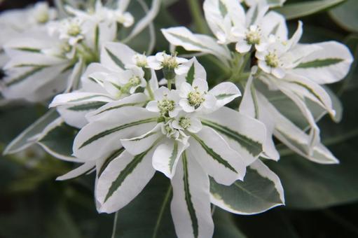 Photo, affiliation, macro, white speckled leaves, 