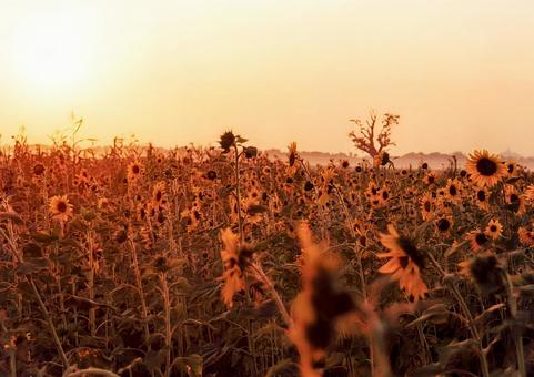 夕暮れのひまわり畑 夕暮れのひまわり畑 ひまわり,向日葵,夕焼けの写真素材