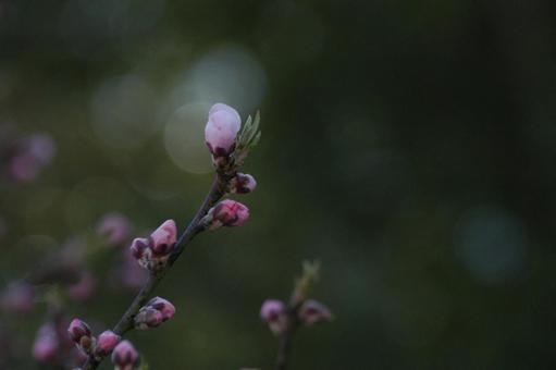 蕾膨らむ 蕾膨らむの写真